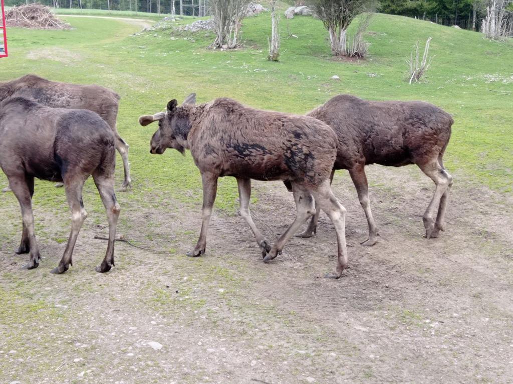 Skullaryd Älgpark - vilda djur i naturlig miljö, juni 2022