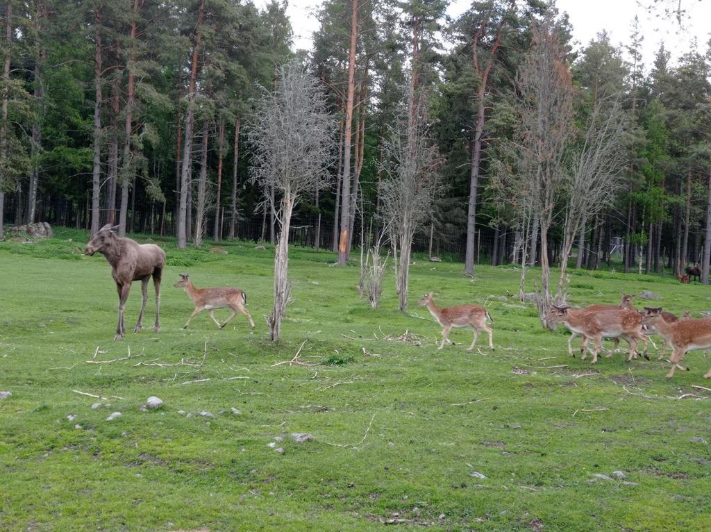 Skullaryd Älgpark - vilda djur i naturlig miljö, juni 2022