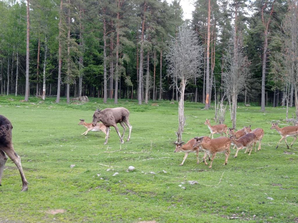 Skullaryd Älgpark - vilda djur i naturlig miljö, juni 2022