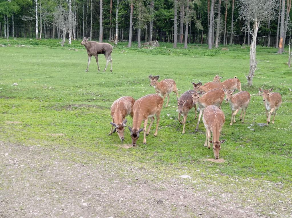 Skullaryd Älgpark - vilda djur i naturlig miljö, juni 2022