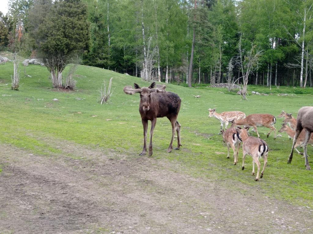 Skullaryd Älgpark - vilda djur i naturlig miljö, juni 2022