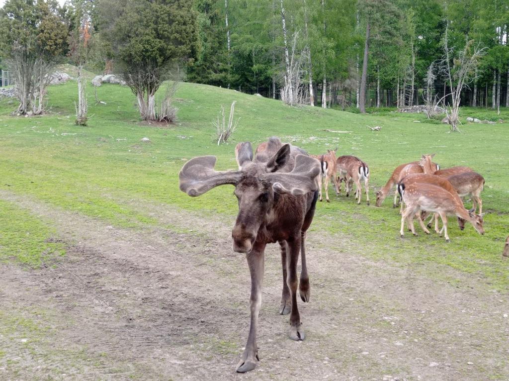 Skullaryd Älgpark - vilda djur i naturlig miljö, juni 2022