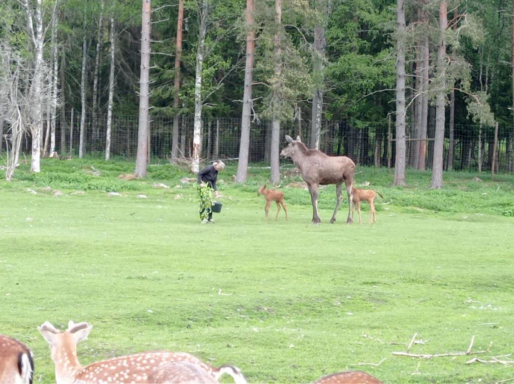 Skullaryd Älgpark - vilda djur i naturlig miljö, juni 2022