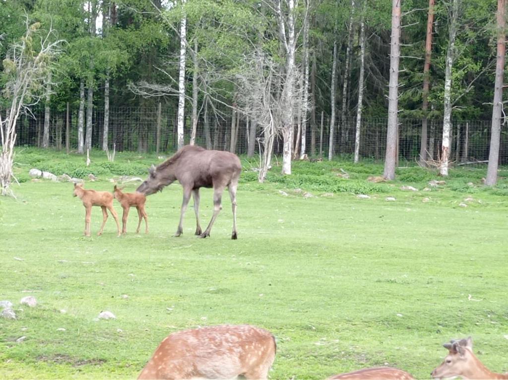 Skullaryd Älgpark - vilda djur i naturlig miljö, juni 2022