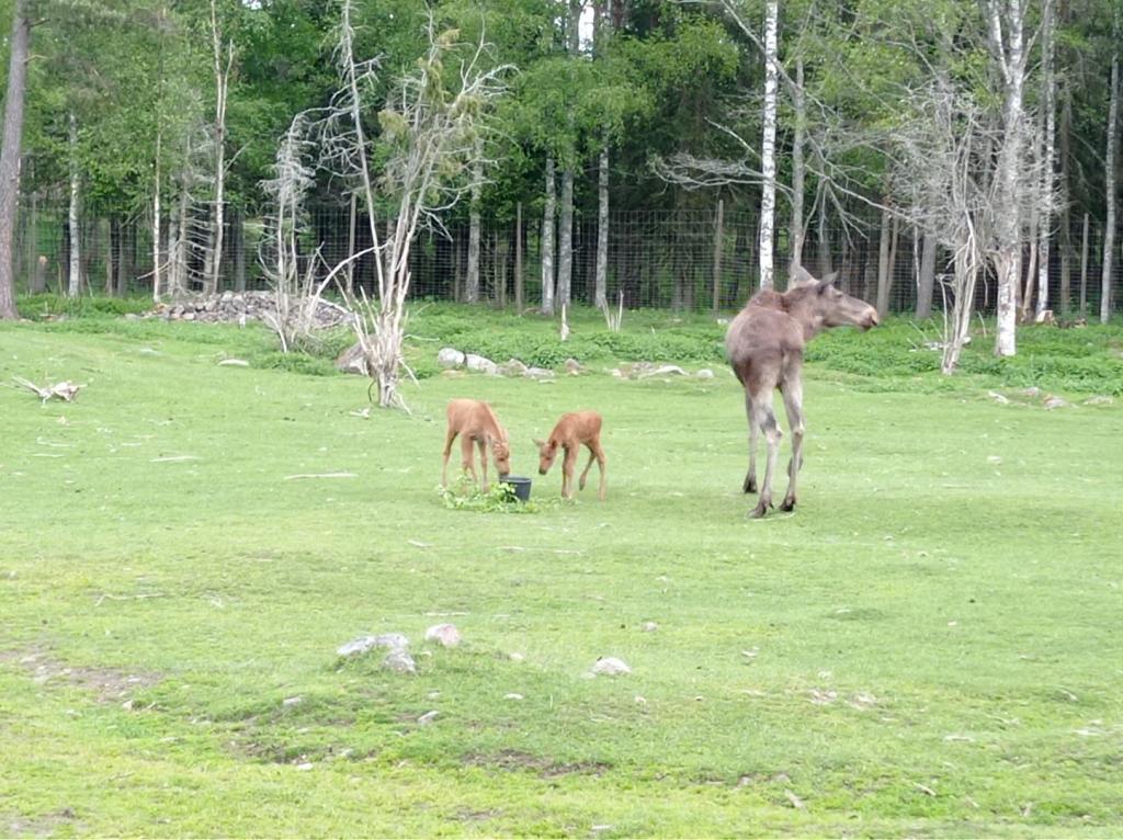 Skullaryd Älgpark - vilda djur i naturlig miljö, juni 2022