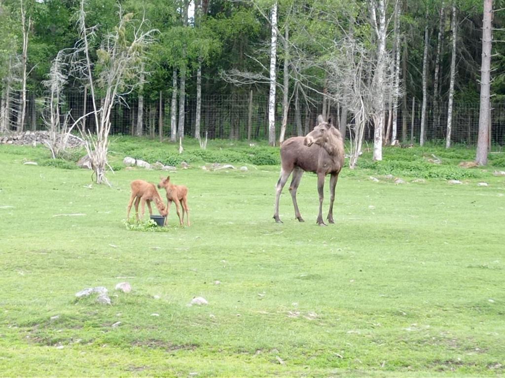 Skullaryd Älgpark - vilda djur i naturlig miljö, juni 2022