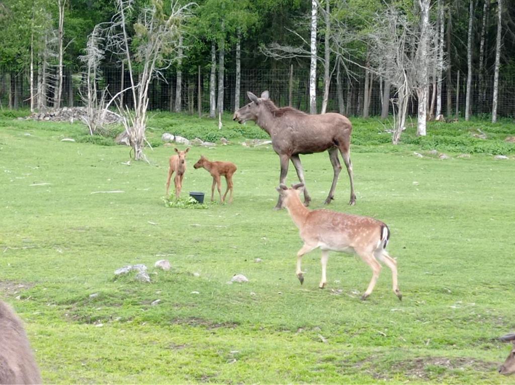 Skullaryd Älgpark - vilda djur i naturlig miljö, juni 2022