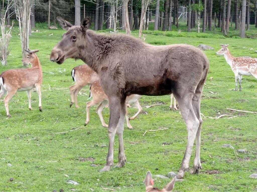 Skullaryd Älgpark - vilda djur i naturlig miljö, juni 2022