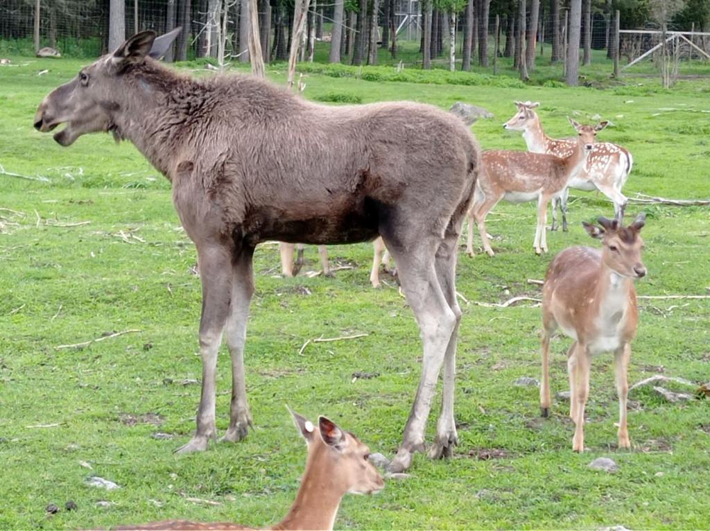 Skullaryd Älgpark - vilda djur i naturlig miljö, juni 2022