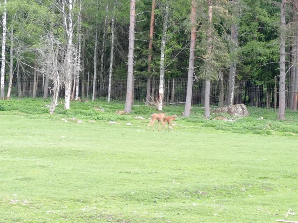 Skullaryd Älgpark - vilda djur i naturlig miljö, juni 2022