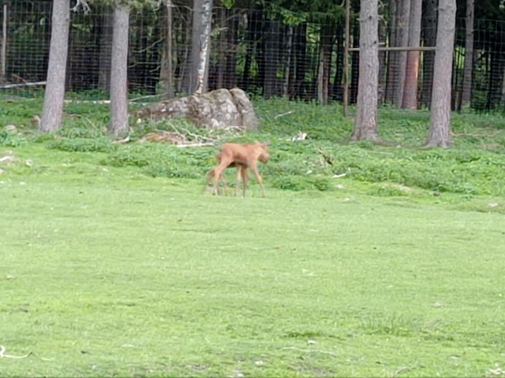 Skullaryd Älgpark - vilda djur i naturlig miljö, juni 2022