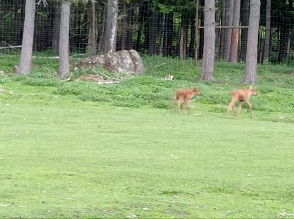 Skullaryd Älgpark - vilda djur i naturlig miljö, juni 2022