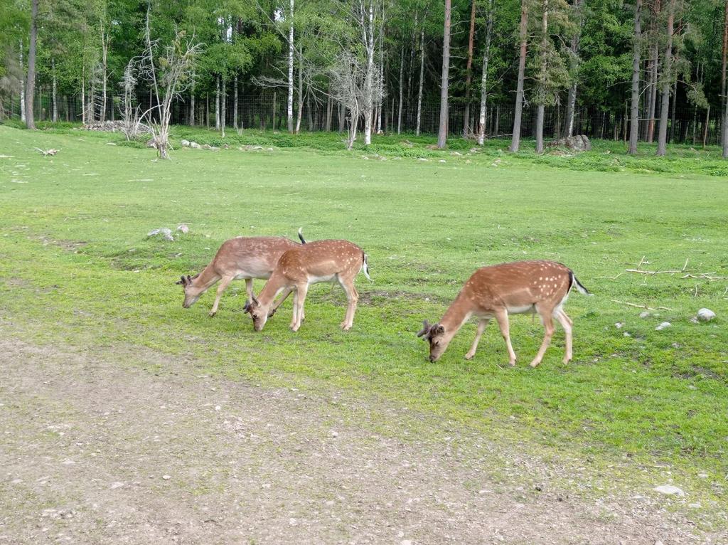 Skullaryd Älgpark - vilda djur i naturlig miljö, juni 2022