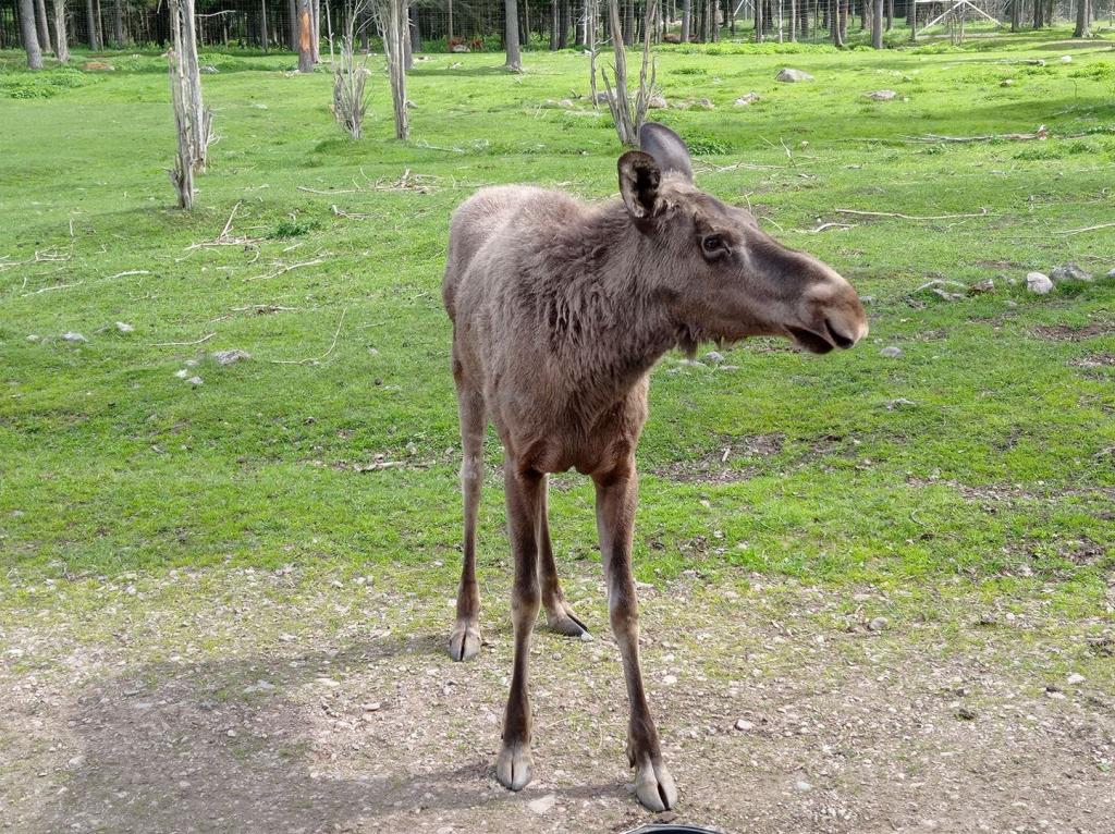 Skullaryd Älgpark - vilda djur i naturlig miljö, juni 2022