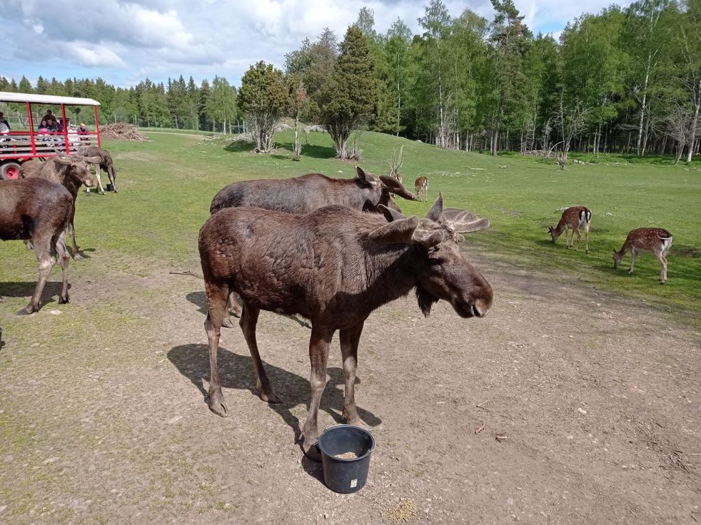 Skullaryd Älgpark - vilda djur i naturlig miljö, juni 2022