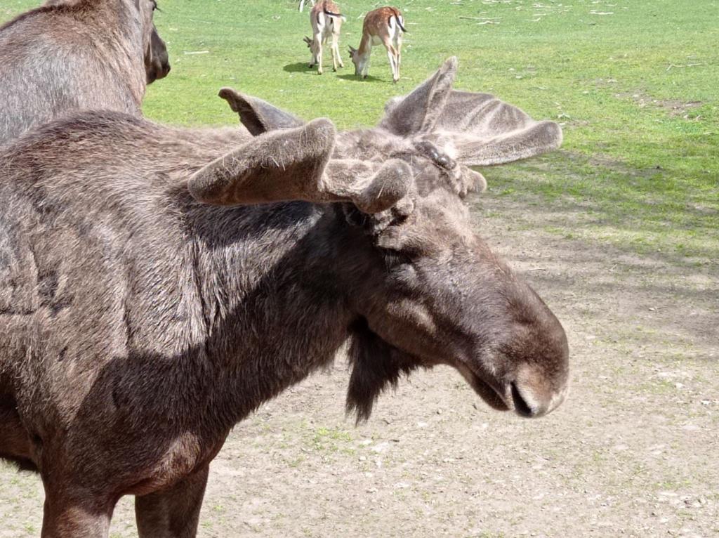 Skullaryd Älgpark - vilda djur i naturlig miljö, juni 2022