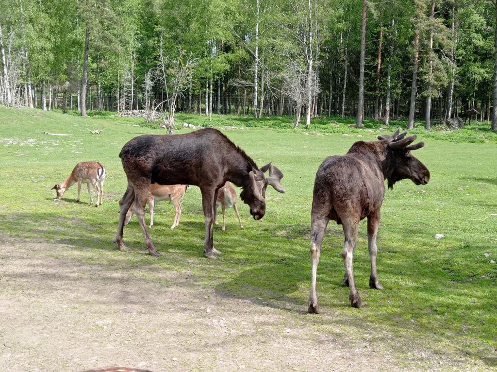 Skullaryd Älgpark - vilda djur i naturlig miljö, juni 2022