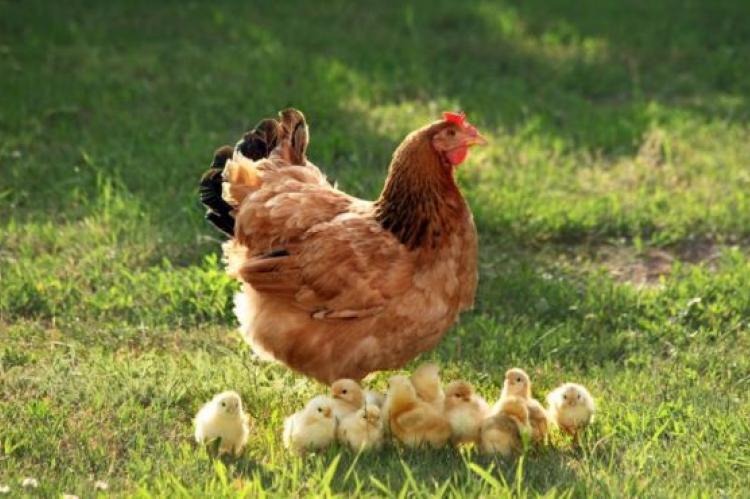 Hen with little chicks
