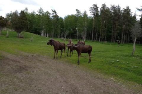 Skullaryd Älgpark - vilda djur i naturlig miljö, juni 2022